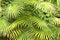Dwarf Fan Palm (Chamaerops humilis) leaves as background