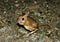 Dwarf Fat-tailed Jerboa (Pygeretmus pumilio)