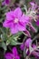 Dwarf Fireweed