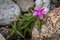 Dwarf Fireweed