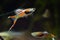 Dwarf fish Endler guppy, Poecilia wingei, male in true natural coloration in biotope aquarium, free space background