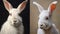 Dwarf Fold-eared White Rabbit Portrait In Dino Valls Style