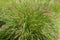 Dwarf Fountain Grass   822837