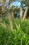 Dwarf fountain grass ( Pennisetum alopecuroides ). Poaceae perennial plants.