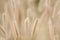 Dwarf Foxtail Grass