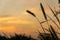 Dwarf Foxtail Grass or Pennisetum flowers in summer sunset