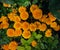 Dwarf French Marigolds in garden flower bed background