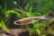 Dwarf freshwater fish sunbleak shine silver side and swim in biotope aquarium, funny unusual pet