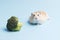 Dwarf furry hamster and broccoli in feeding trough on blue background