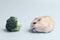 Dwarf furry hamster and broccoli in feeding trough on blue background, side view