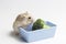 Dwarf furry hamster and broccoli in feeding trough on white background