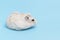 Dwarf furry hamster lies on blue background close-up, side view