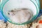 Dwarf furry hamster lies in plastic wheel, side view