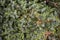 Dwarf garden juniper conifer blossom green