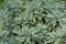 Dwarf Garden Sage   820232