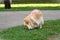 A dwarf German Spitz dog with a pink tail sniffing at the grass in the park