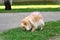 A dwarf German Spitz dog with pink tail sniffing the grass in the park on a sunny day