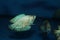 Dwarf gourami (Colisa lalia) aquarium fish