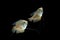 Dwarf gourami Colisa lalia fish