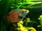 Dwarf Gourami Trichogaster lalius in a tropical aquarium