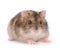 Dwarf gray hamster