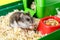 Dwarf gray hamster. Little house.Cute baby hamster, standing facing front.hamster eating food