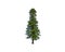 Dwarf green pine tree isolated on white background.