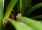 Dwarf green tree frog in plant