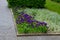 Dwarf growing Iris, low blue purple iris in flowerbed combined with gray perennial in front of hedge. sidewalk of cubes