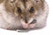 Dwarf hamster eat sunflower seed