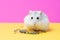 Dwarf hamster eats food on yellow and pink background, the front view