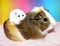 Dwarf hamster sitting on guinea pig