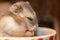 Dwarf hamster sleeps in the food bowl