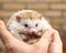 Dwarf hedgehog in human hand