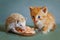 Dwarf hedgehog and red kitten eating together