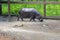 Dwarf Hippo in the zoo.
