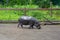 Dwarf Hippo in the zoo.