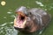 Dwarf hippopotamus open mouth wait food in water