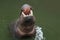 Dwarf hippopotamus is the small hippo wildanimal open mouth in water