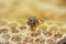Dwarf Honey Bee on a honeycomb, macro view