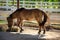 Dwarf horse is eating Straw bales