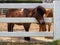 Dwarf horse head sticking out from a wooden fence.Dwarf horses on the farm.