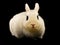 Dwarf Hotot Rabbit