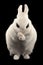 Dwarf Hotot Rabbit