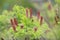 Dwarf indigobush Amorpha nana, flowering shrub