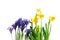 Dwarf iris and daffodils