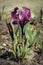 Dwarf iris flower