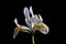 Dwarf iris flower, â€˜Katherine Hodgkinâ€™