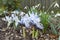 Dwarf iris flowers, Katharine Hodgkin