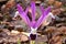 Dwarf Iris "Spot On"